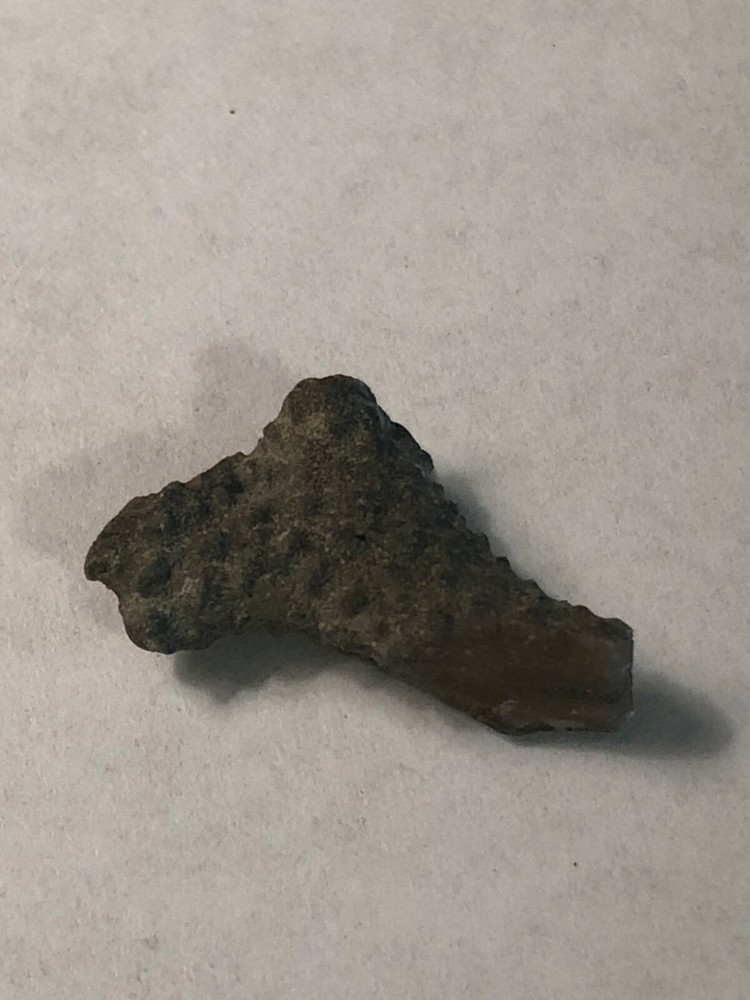 Bryozoan Fossil 1" Great Specimen