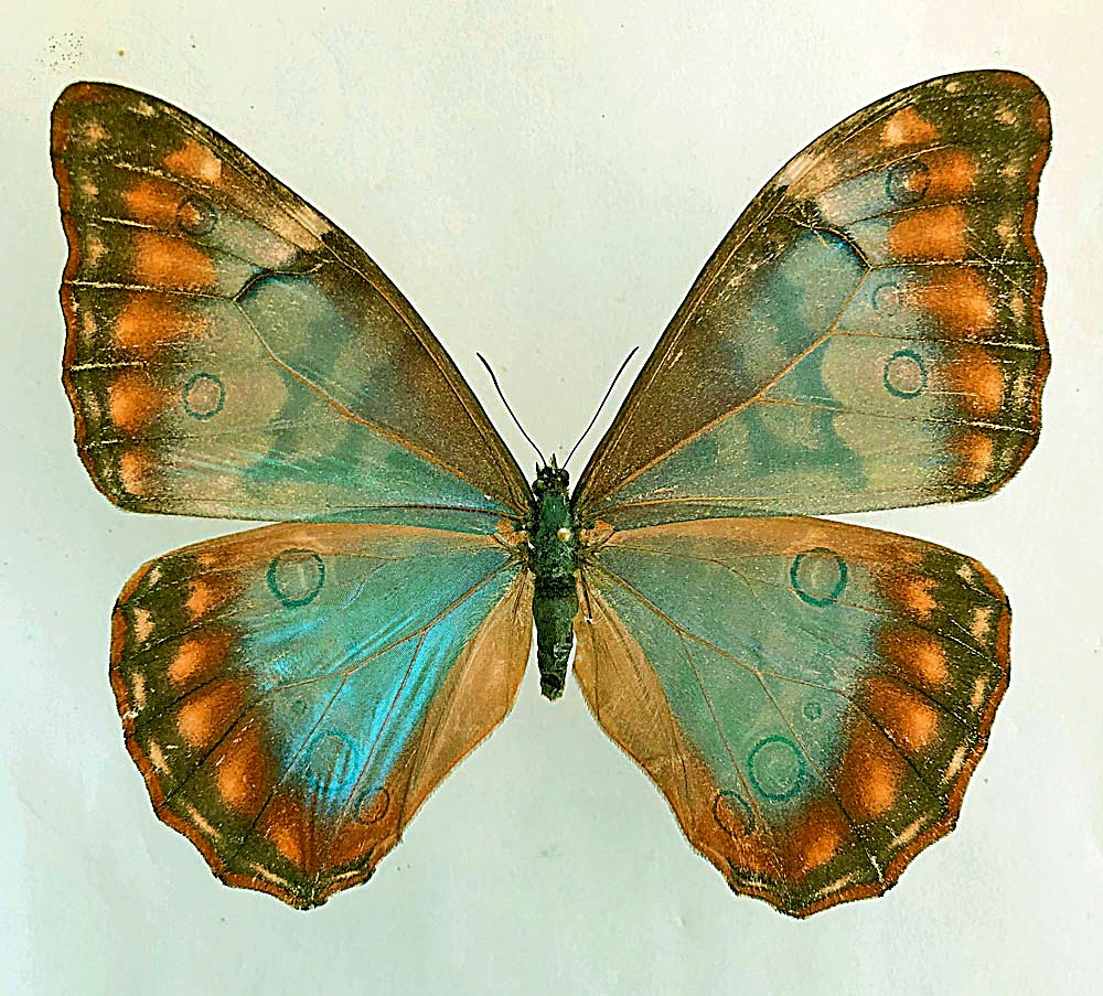 MORPHO AURORA LAMASI***female ****Peru-Amazonas State (papered)