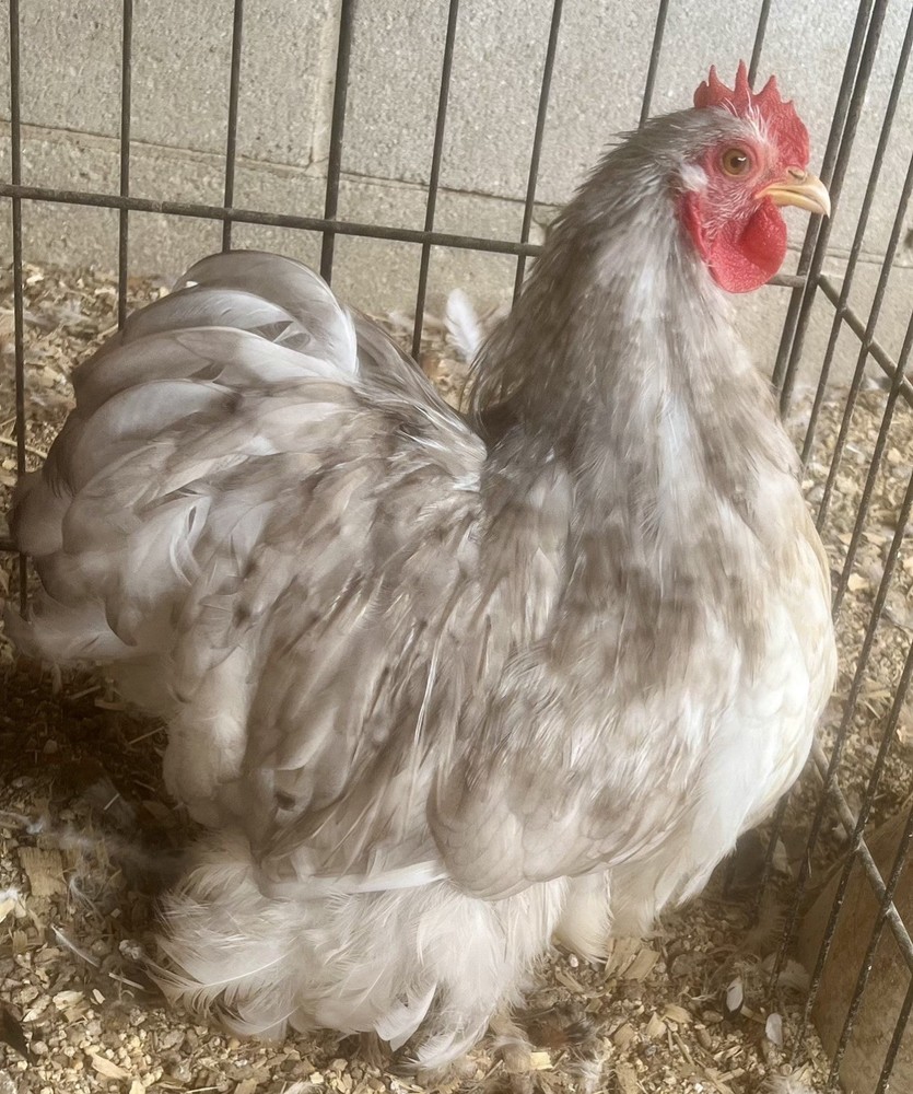 Dozen Cochin Bantam Eggs for Hatching