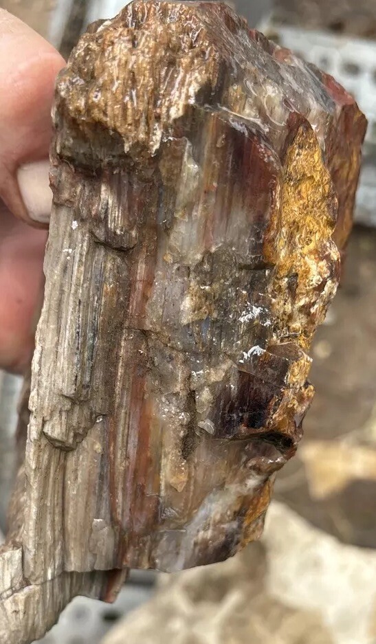 Silver Creek Junction Petrified Wood