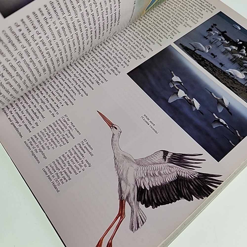 Birdwatching Angelo Gandolfi 1995 Hardback Book