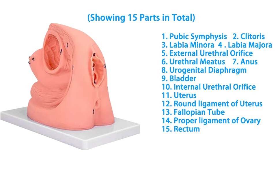 1PC Female Urethral Catheterization Training Simulator Model, Simplified Urinary