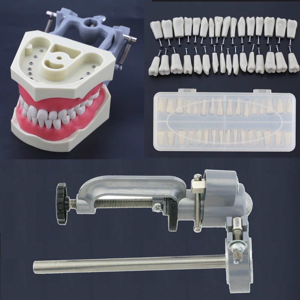 Columbia Dentoform 860 Dental Typodont Model 32pcs Removable Teeth Mounting Pole