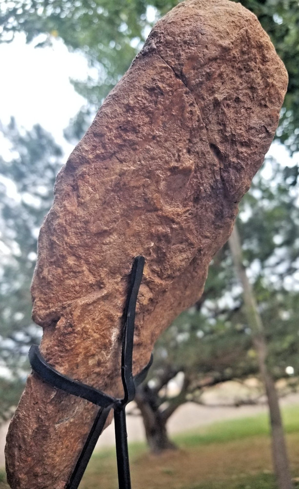 Nice Hadrosaurus Skull Section Fossil Specimen Cretaceous Hell Crk MT Recent Dig