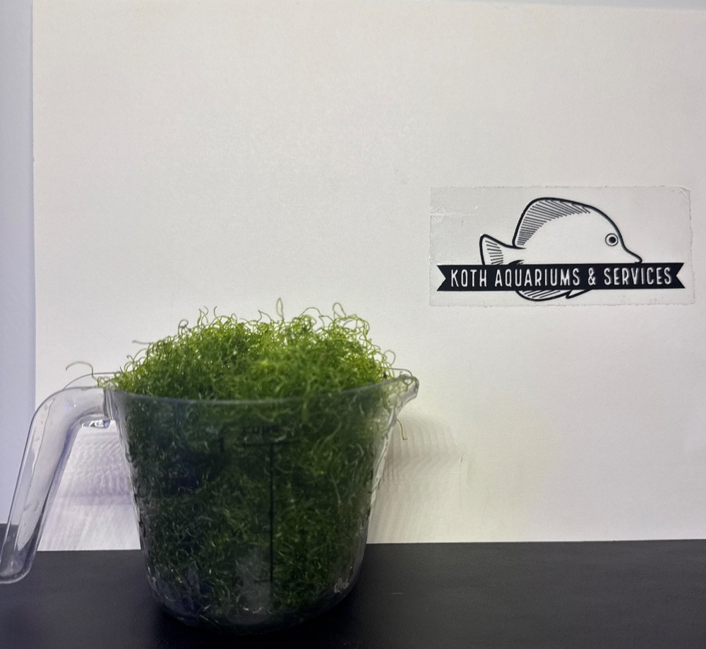 Chaetomorpha Macro Algae 1 Cup