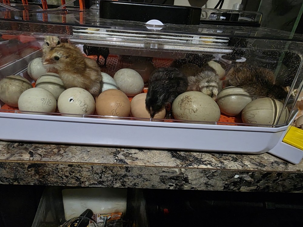 Easter Egger/ Rainbow Hatching Eggs - 12 Eggs