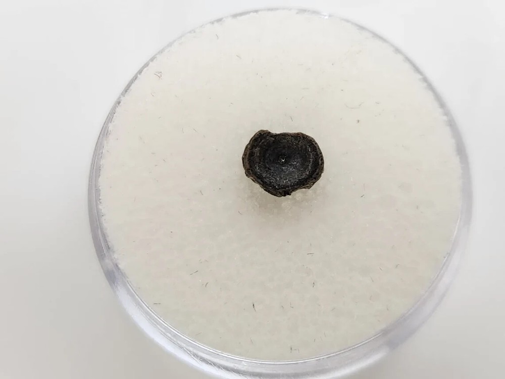 Amia (Bowfin) Vertebra Microfossil - Judith River Fm. - Hill Co., MT