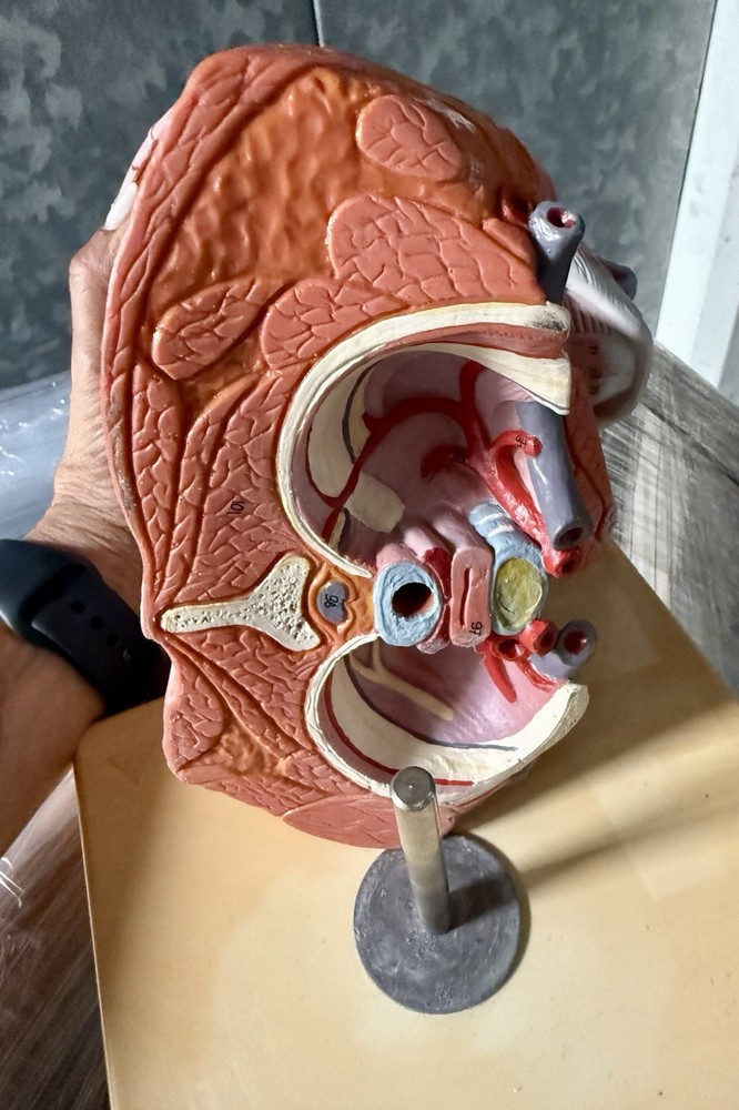 Head Model with Muscles & Vessels