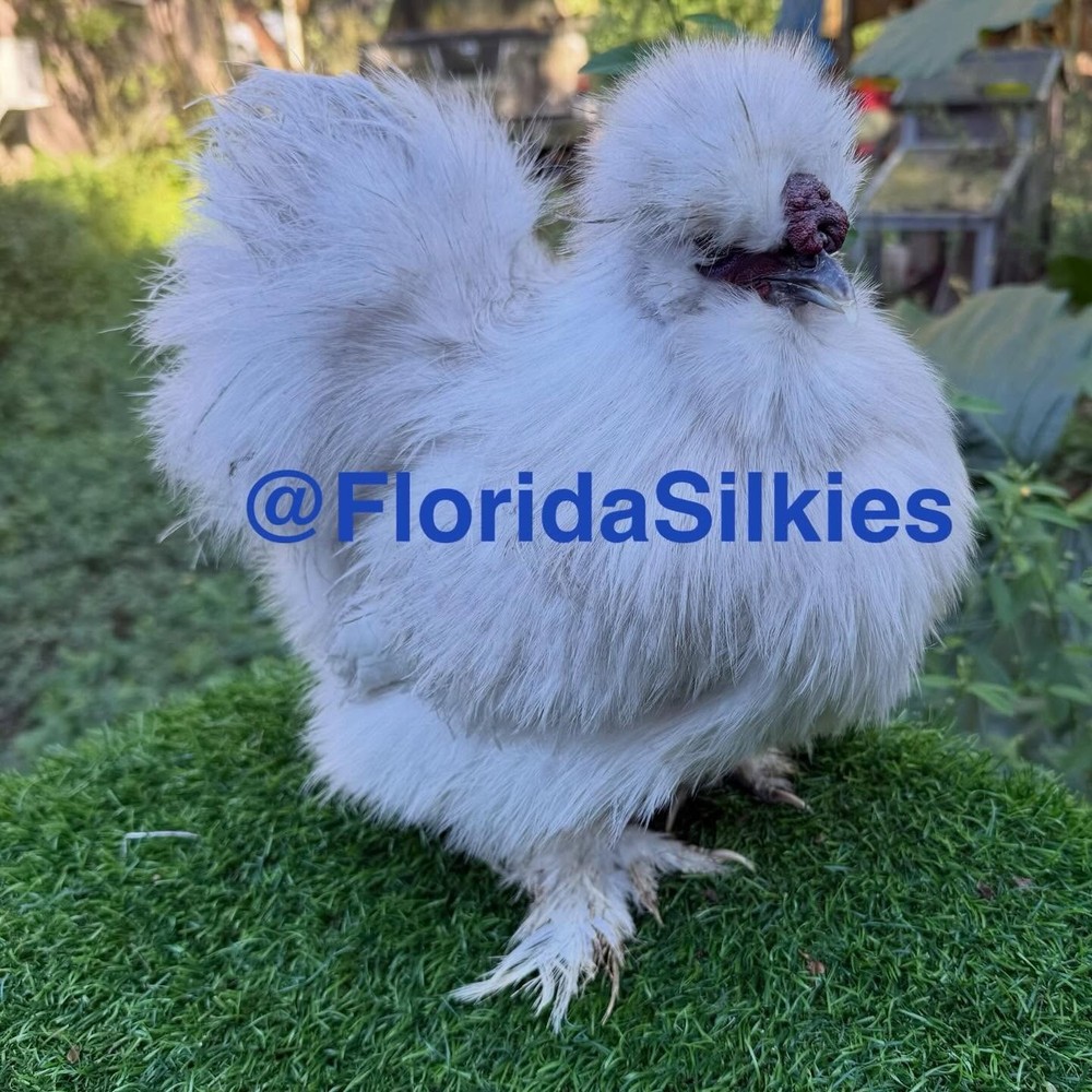 Silkie Hatching Eggs Assorted Colors (READ!) 4+
