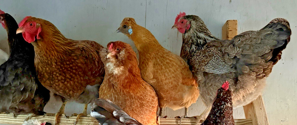 16++ Chicken Hatching Eggs ~Barnyard Mix~ Rainbow Egg Layers ~ Premium Breeds