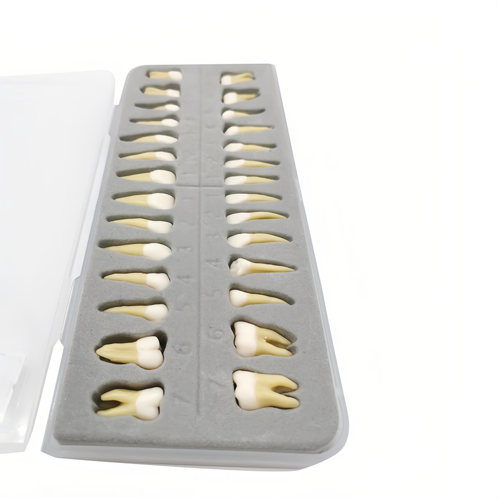28 Resin Dental Permanent Teeth Study Tooth Model Discrete With Root Simulation