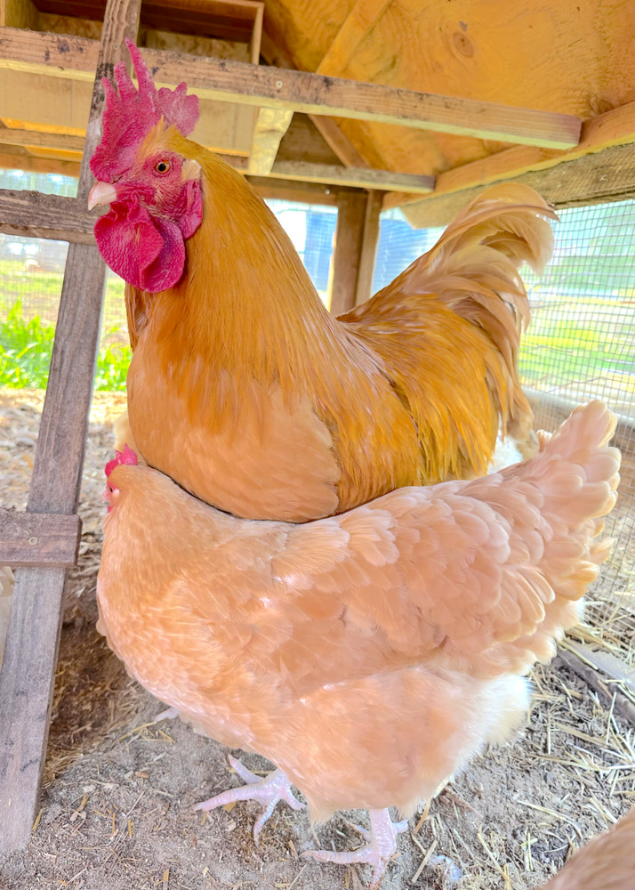 12  Buff Orpington Hatching Eggs - Make Offer!