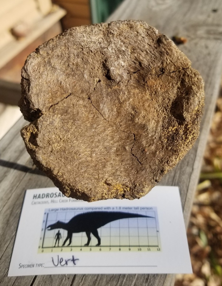 Nice Hadrosaurus Vert Section Fossil Specimen Cretaceous Hell Crk MT Recent Dig