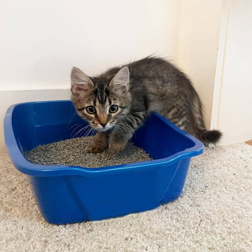Van Ness Pets Extra Small Open Cat Litter Box, Kitten/rabbit Size, Blu