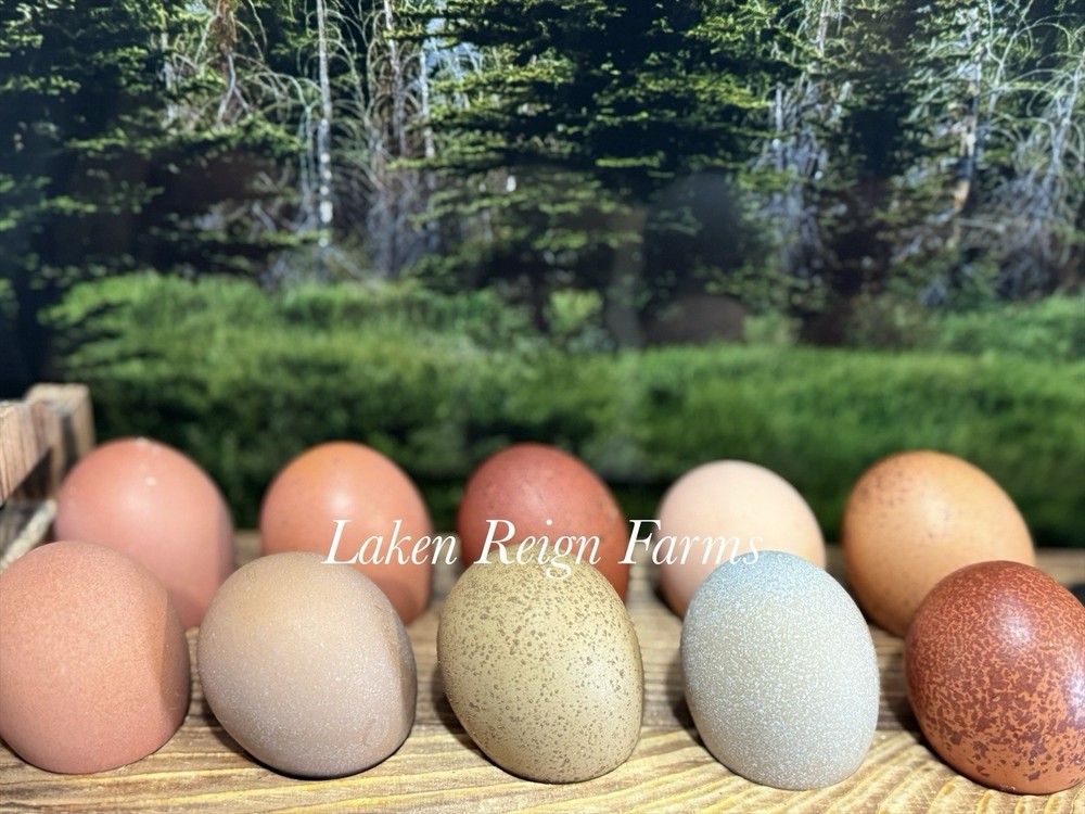 Blooms & Speckles 6 Hatching Eggs Npip/ai
