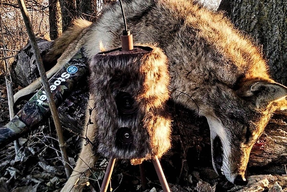 Realistic Motion Coyote Hunting Decoy