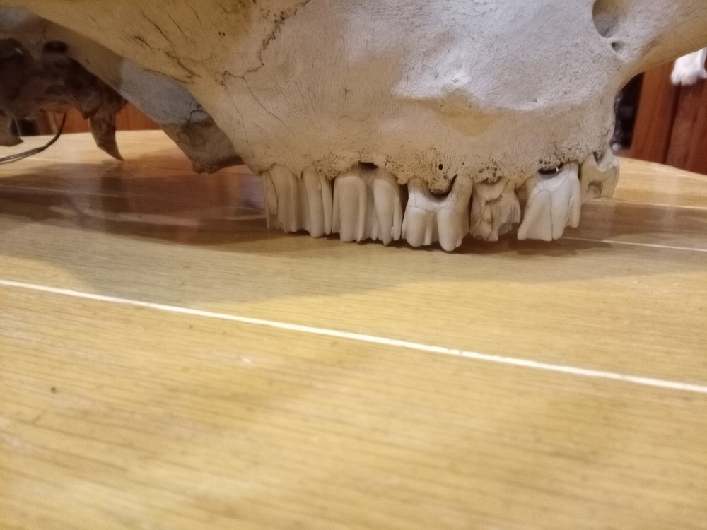 Charles E. Palmer Signed and Painted Bison Skull