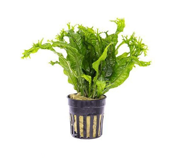JAVA FERN MICROSORIUM WINDELOV ONE POT-Freshwater Aquatic Live Plants