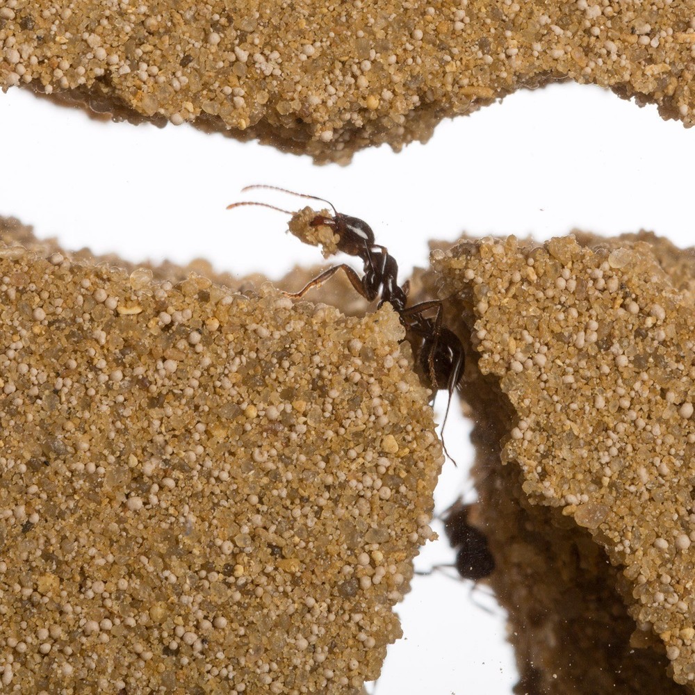 Sand Ant Farm(Anthill, Formicarium, Educational, Ants)