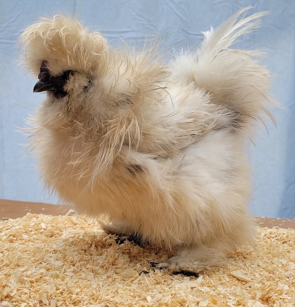 6+1 Silkie Hatching Eggs Npip