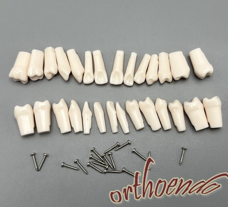 Typodont Model Replacement Teeth Dental Practice Individual Screw in Tooth 28pcs