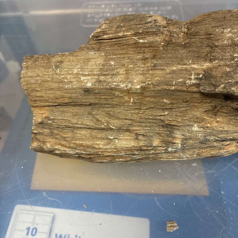 petrified wood rough