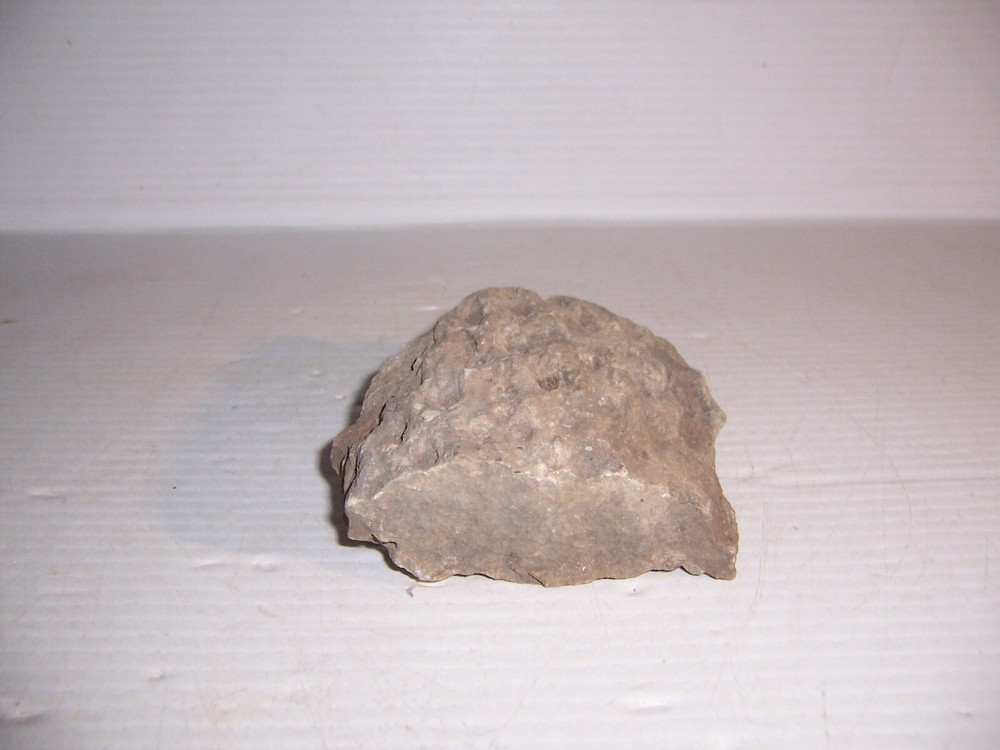 Lepidodendron Mississippian Period Fossilized Tree Root