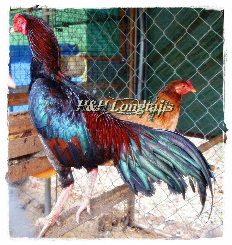 6 ASSORTED longtail Chicken hatching eggs L@@K!