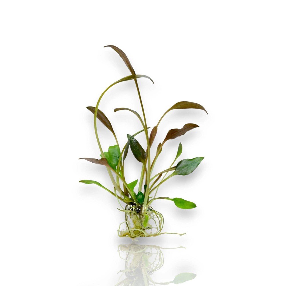 Cryptocoryne Undulata Broad Leaf