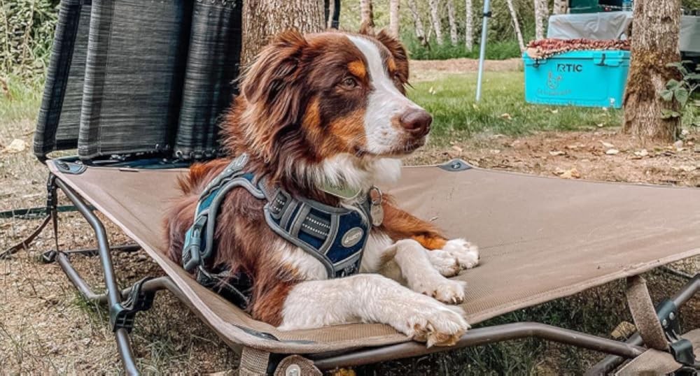 Tactical Harn for Small Medium Dogs No Pull Adjustable Pet