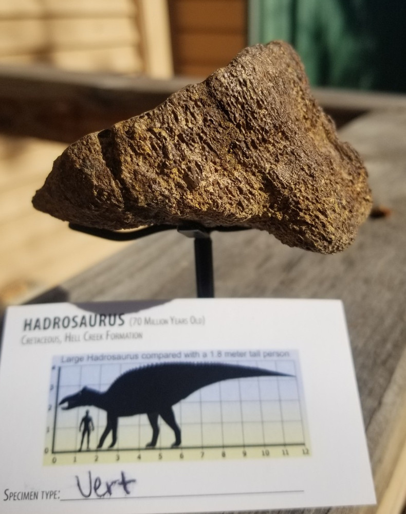 Nice Hadrosaurus Vert Section Fossil Specimen Cretaceous Hell Crk MT Recent Dig