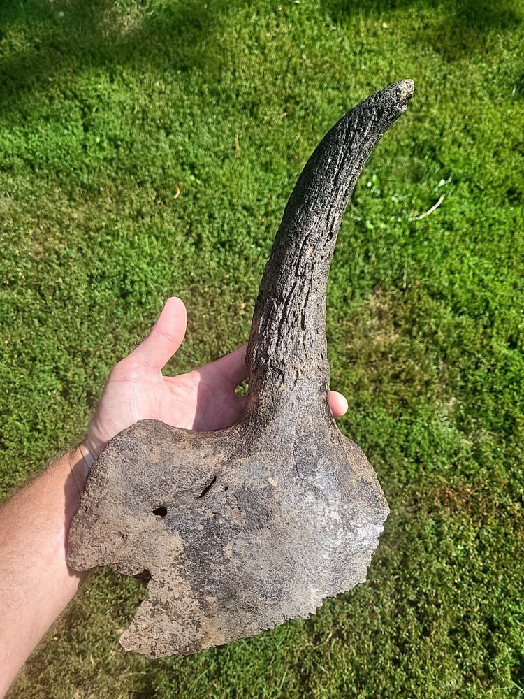 Historic Bison Horn Core Partial Skull river find