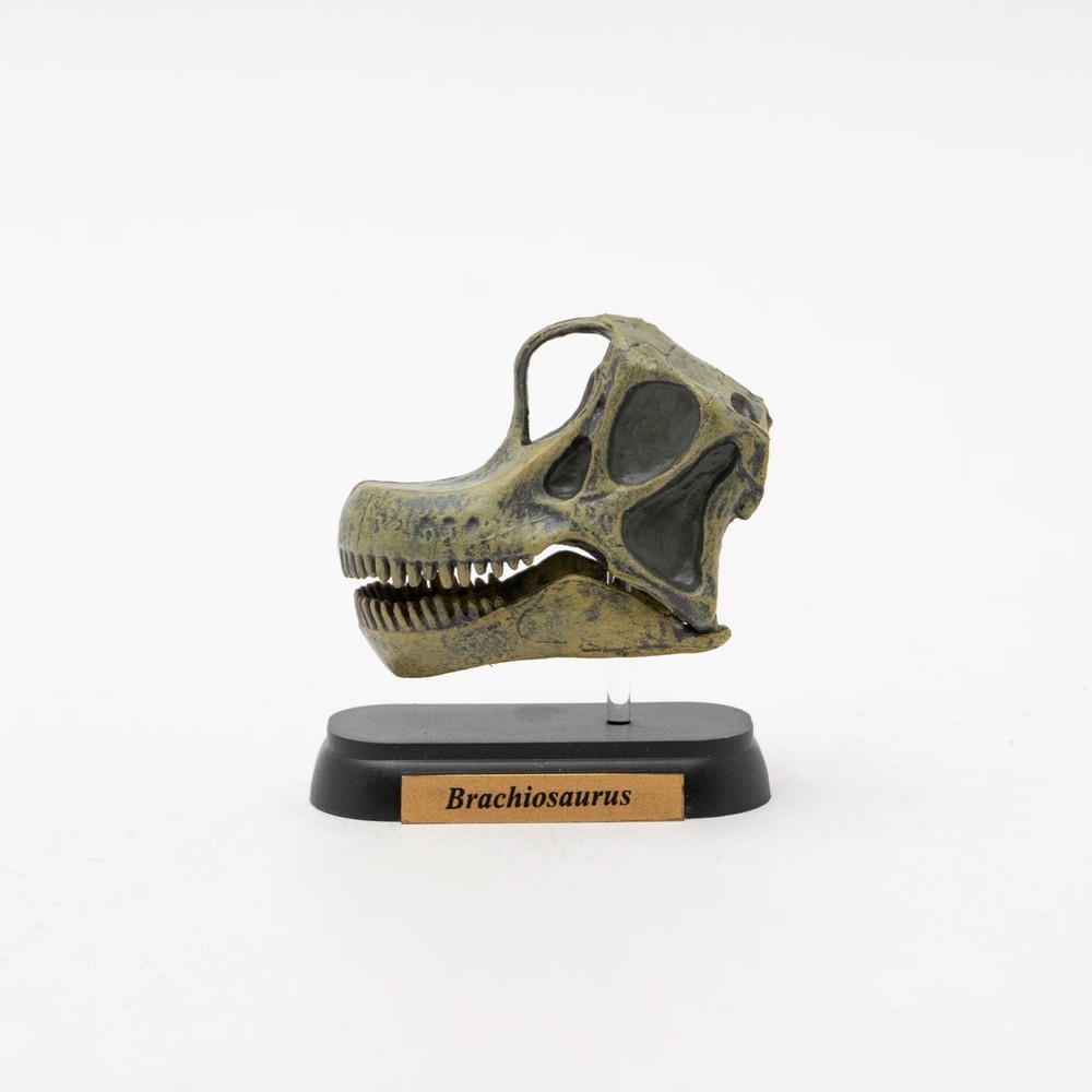 Dinosaur Brachiosaurus Skull Mini Figure Mini Model Favorite New