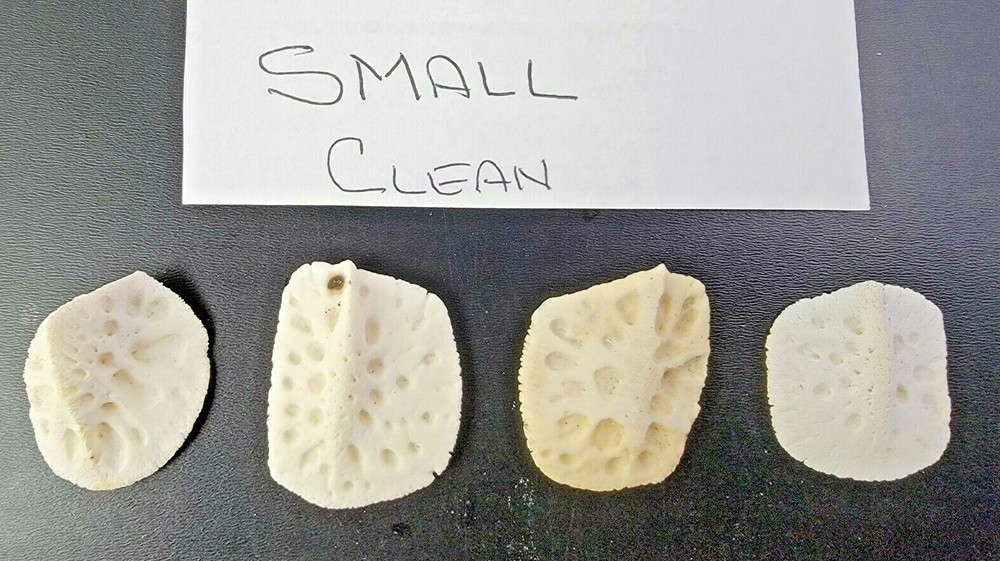 Gator ALLIGATOR BACK SCUTE bone bones BONY skutes croc weird OSTEODERMS CLEAN