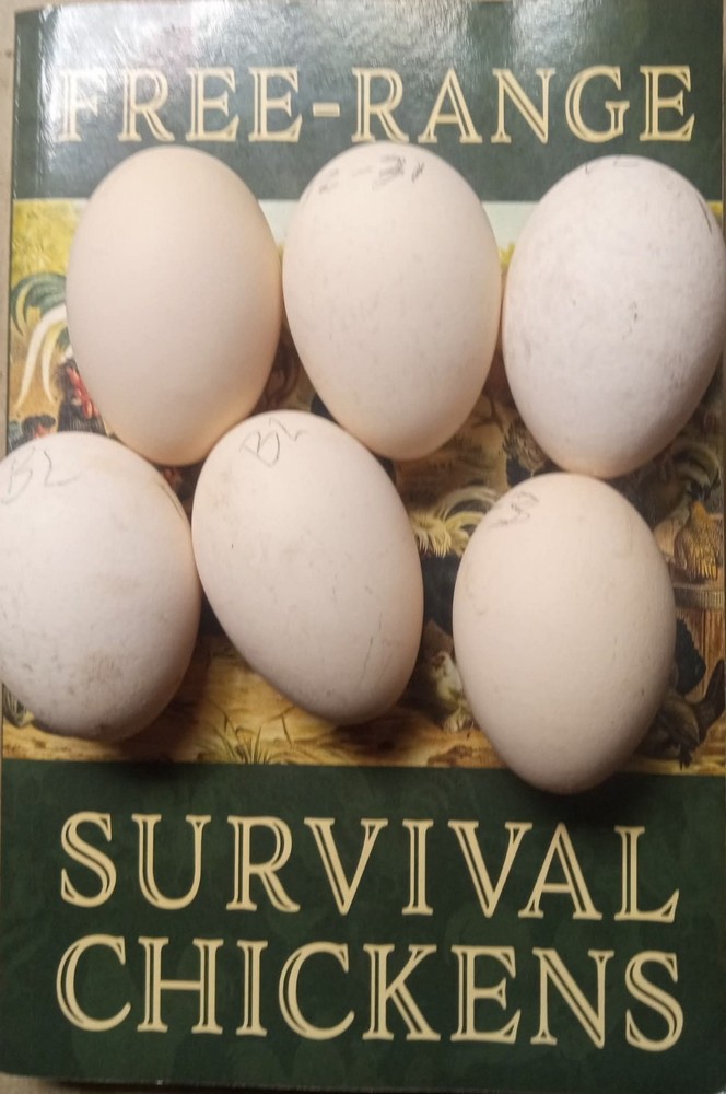 6+ Quality Fertile Chicken Hatching Eggs