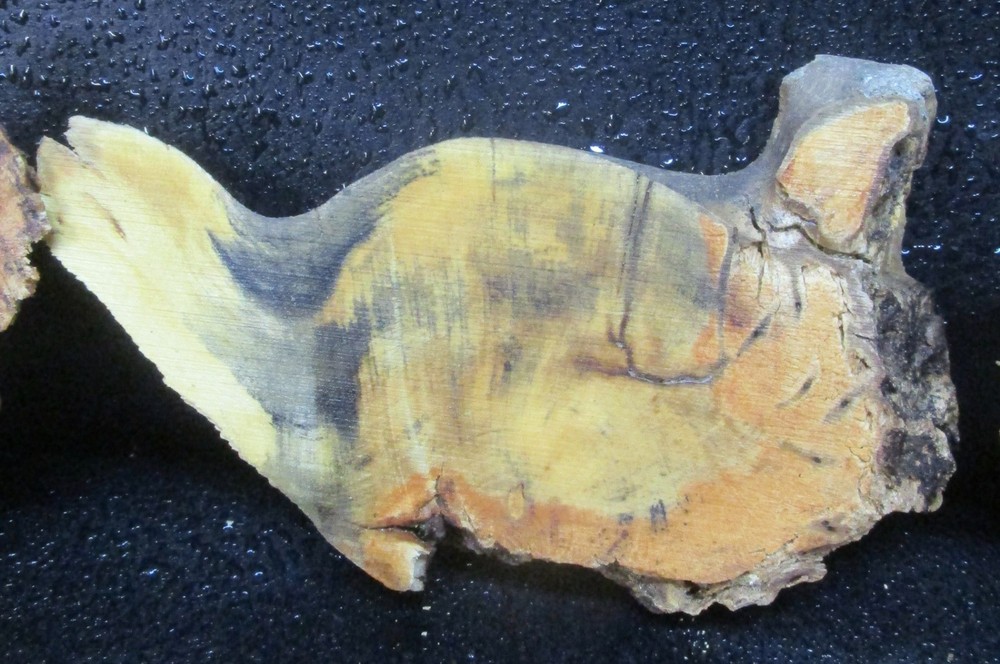 3pc Buckeye Burl slabs/cut offs #D558 assorted sizes