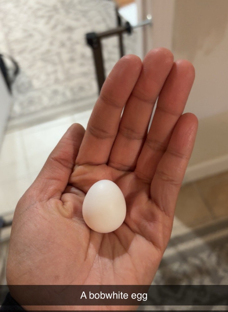 6+ Mixed Bobwhite Hatching Eggs