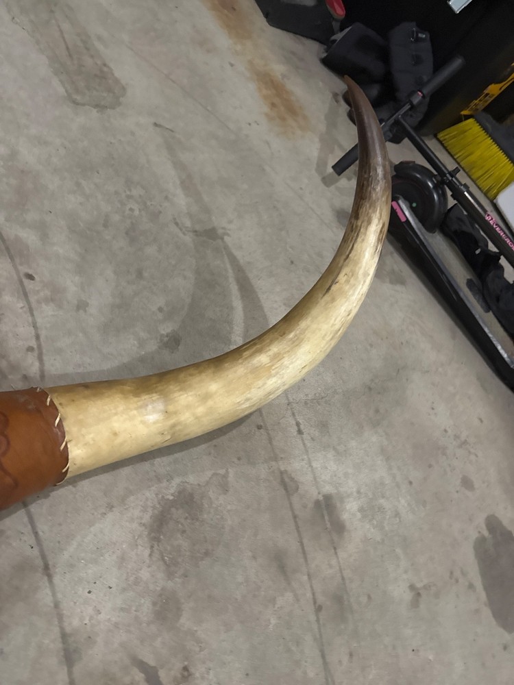 longhorn steer horns mounted
