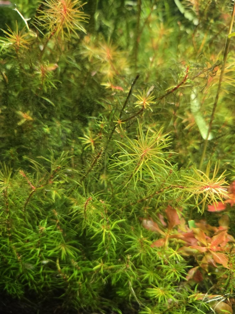 Aquatic Plant Pack 25 Stems