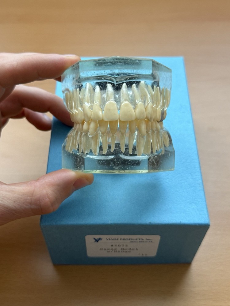 Viade Clear Teeth with Hinge Model - #2072