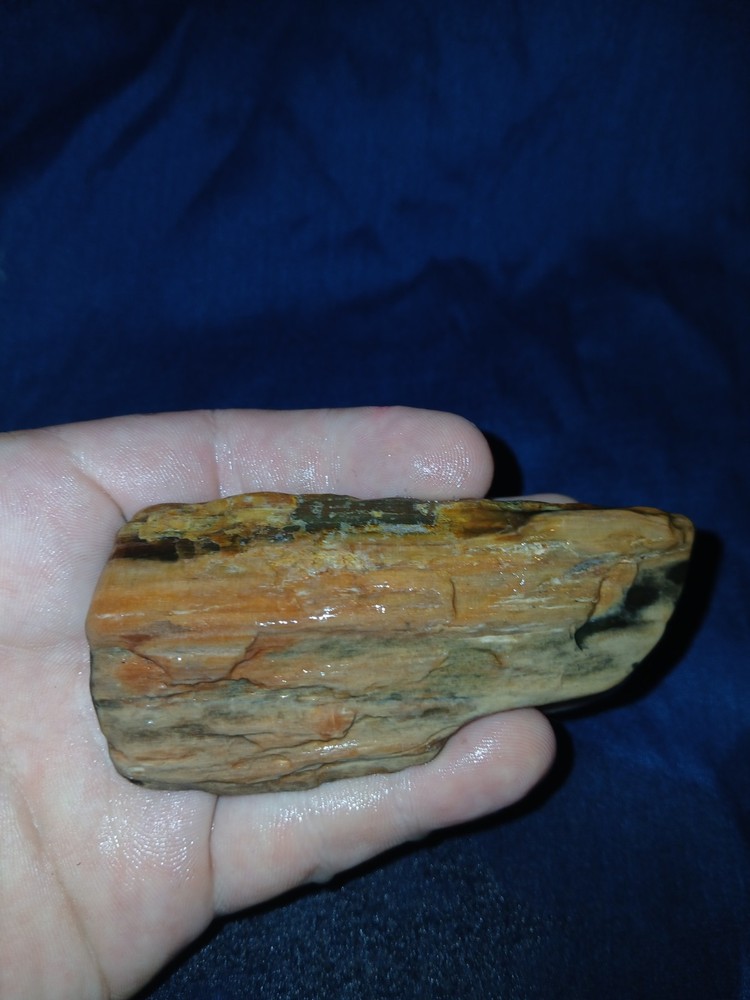 3.5 oz Agatized Petrified Wood