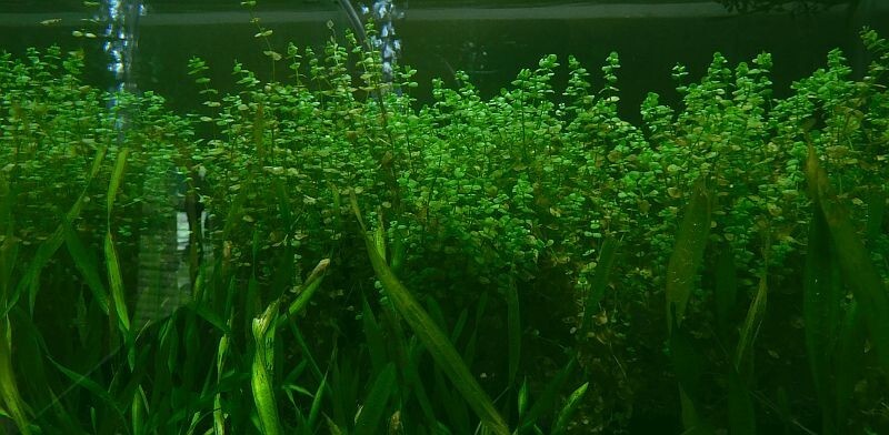 48 bunch plants, over 150 stems