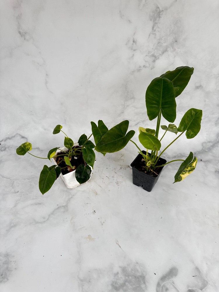 Philodendron Burle Marx Variegated