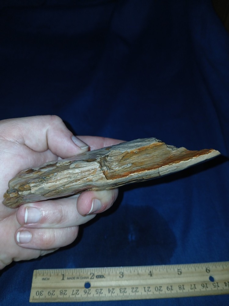 8.3 oz Texas Petrified Wood
