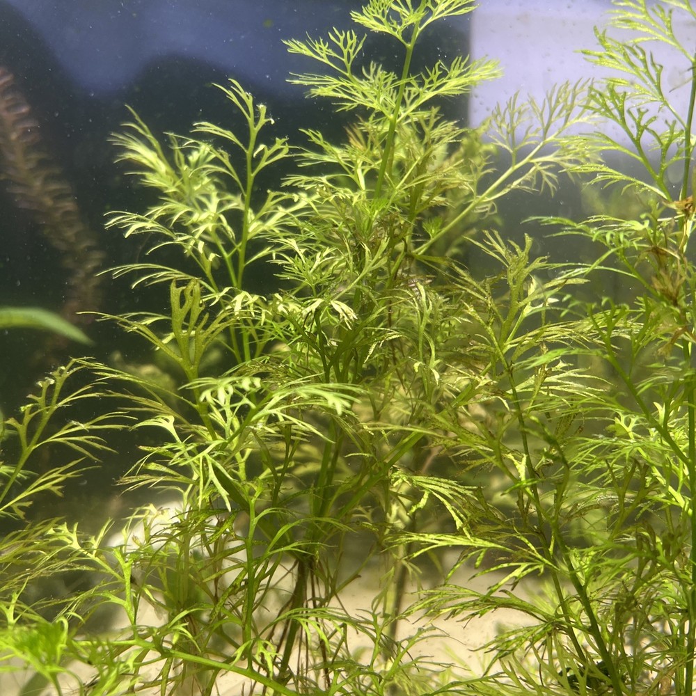 Water Sprite (ceratopteris Thalictroides)