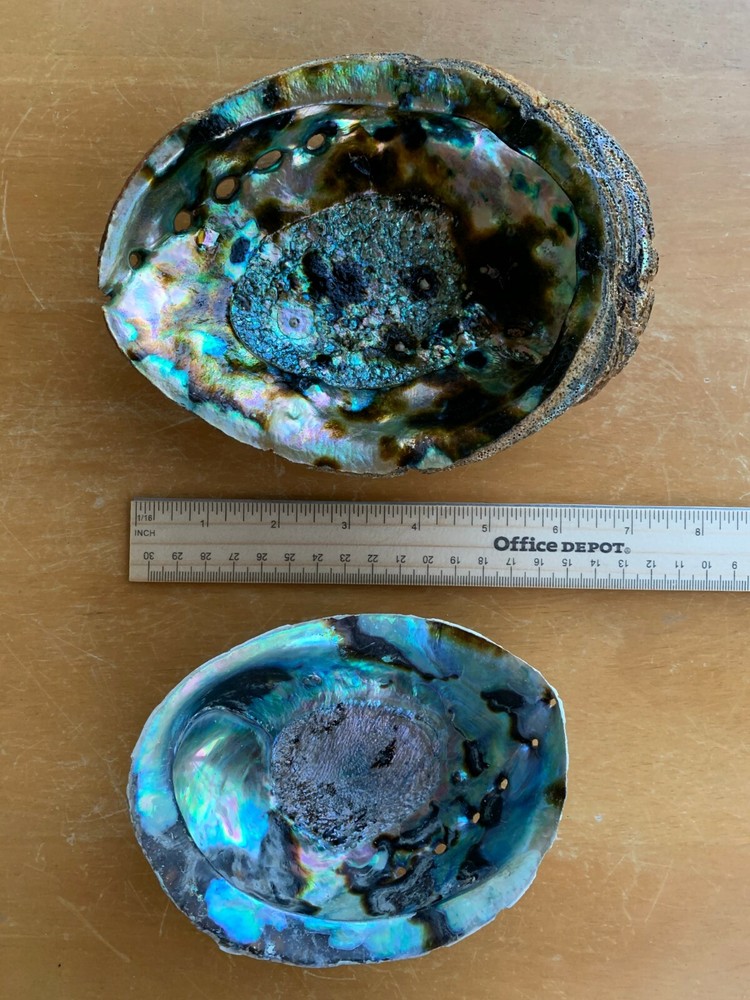 Abalone Shell, Seashell Incense Burner, Smudge Bowl / Holder, Pick a Size