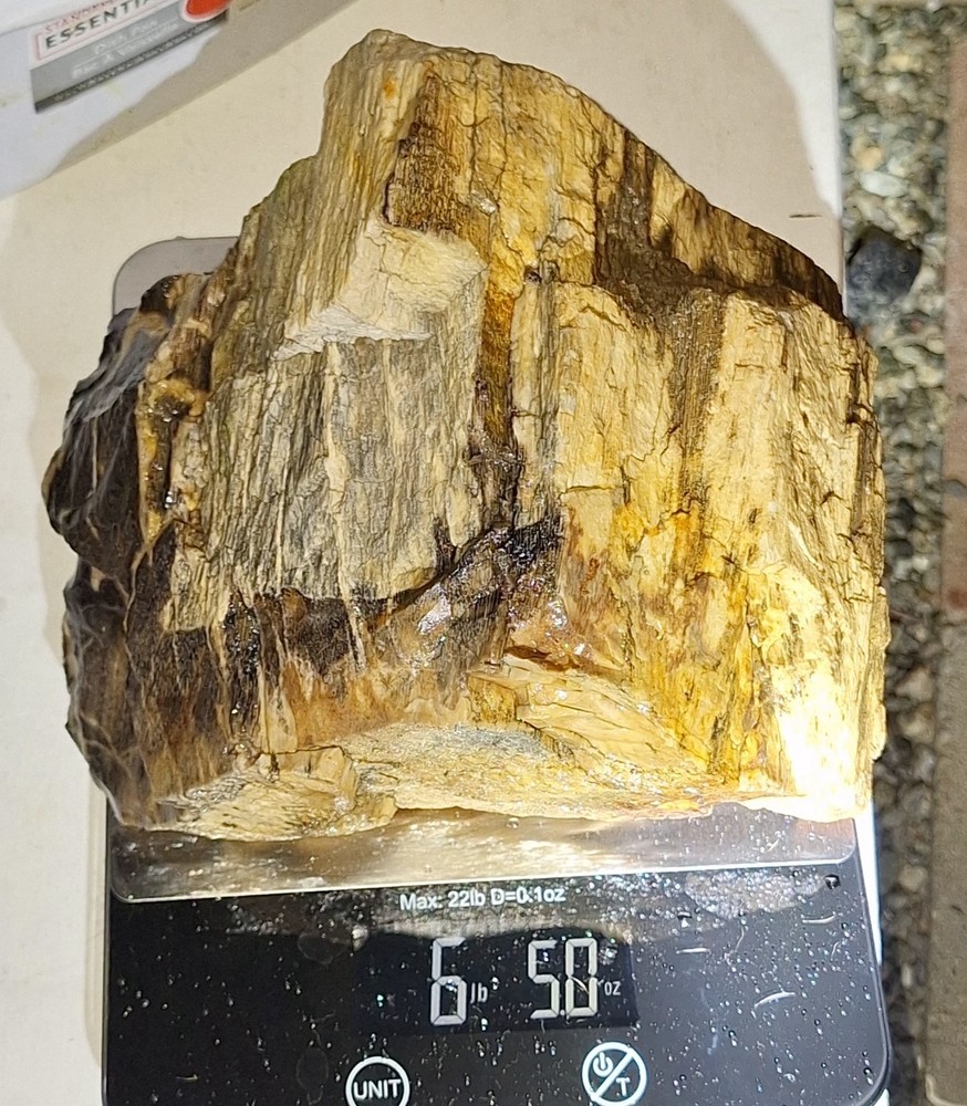 petrified wood log