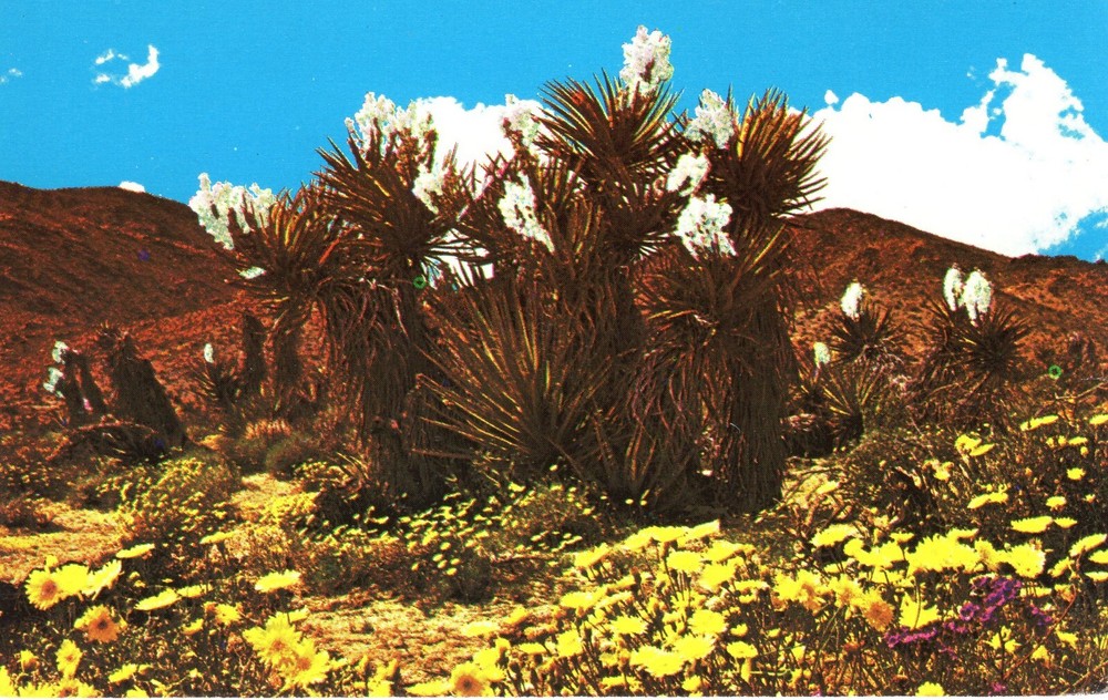 SPRINGTIME ON THE DESERT - PC6248