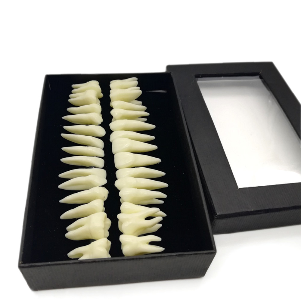 28Pcs Dental 1:1 Permanent Teeth Demonstration Full Teeth Study Teach Model