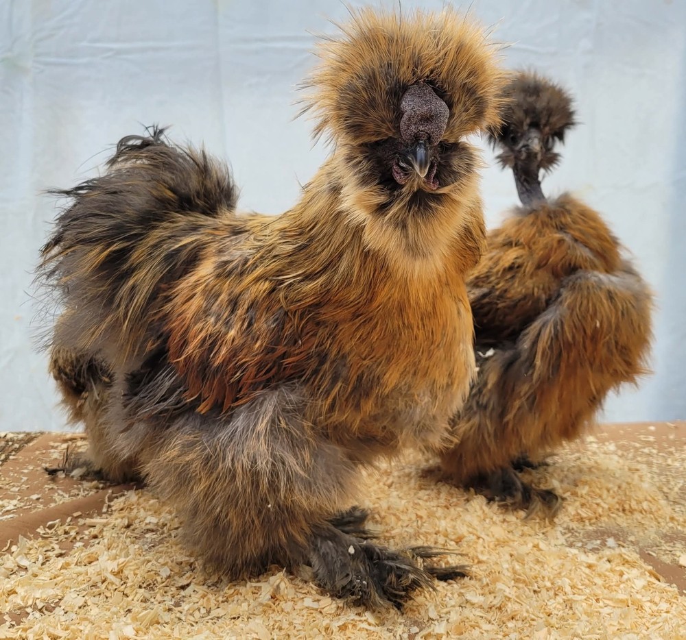 6+1 Silkie Hatching Eggs Npip